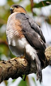 Accipiter striatus venator