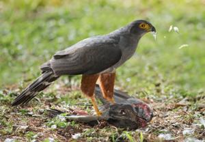Accipiter bicolor