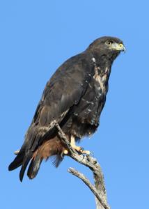 Buteo rufofuscus