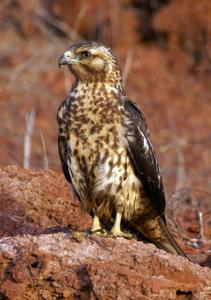 Buteo galapagoensis