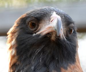 Hamirostra melanosternon