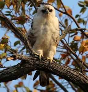 Hieraaetus wahlbergi