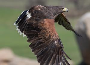 Parabuteo unicinctus