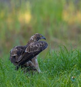 Pernis ptilorhynchus