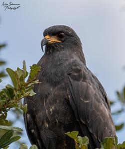 Rostrhamus sociabilis