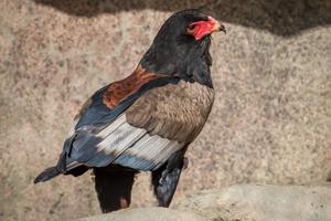 Terathopius ecaudatus