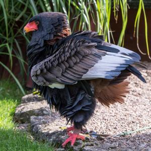 Terathopius ecaudatus