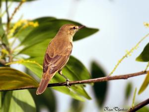 Acrocephalus stentoreus amyae