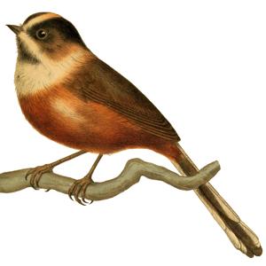 Aegithalos bonvaloti