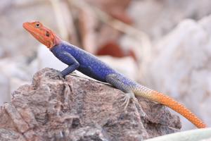 Agama planiceps
