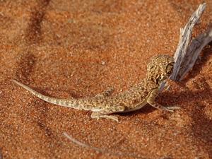 Phrynocephalus arabicus