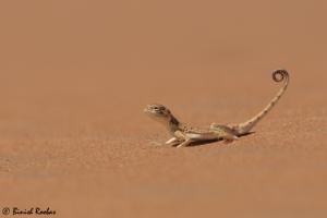 Phrynocephalus arabicus