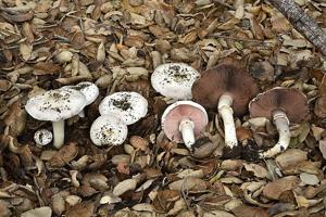 Agaricus californicus
