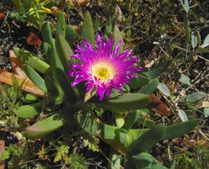 Carpobrotus chilensis