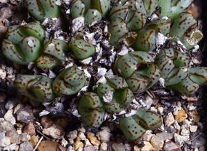 Conophytum tantillum subsp. helenae