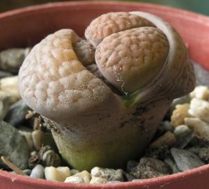 Lithops hookeri
