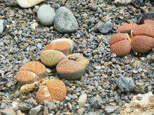 Lithops hookeri