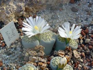 Lithops salicola