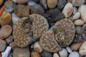 Lithops julii