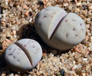 Lithops ruschiorum var. lineata