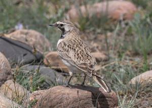 Eremophila alpestris albigula