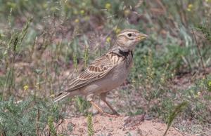 Melanocorypha calandra psammochroa