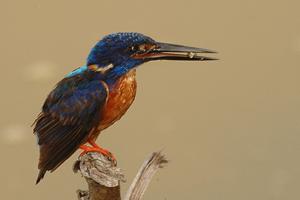Alcedo quadribrachys