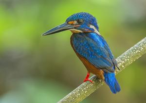 Alcedo meninting