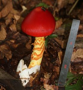 utils/thumbs/Amanitaceae/Amanita_8phCF5XcHZXsyK57sisgeA.jpg