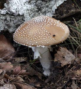 utils/thumbs/Amanitaceae/Amanita_dECCwYVAk7g5PcC3JCKMXd.jpg