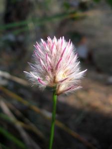 Ptilotus drummondii