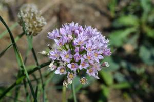 Allium canadense var. lavandulare