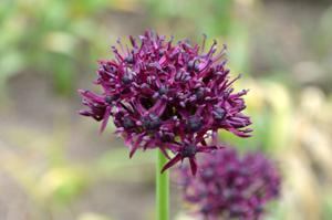 Allium atropurpureum