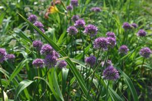 Allium montanostepposum