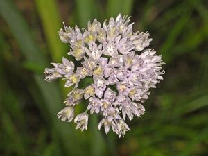 Allium strictum