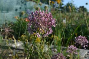 Allium gracillimum