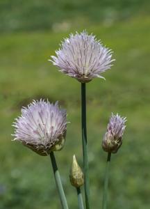 Allium schoenoprasum