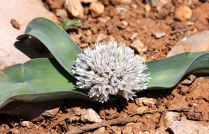 Allium libani