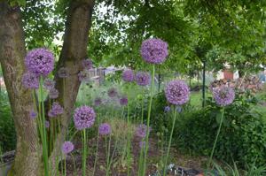 Allium altissimum