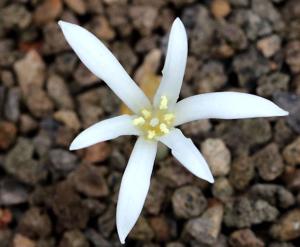 Apodolirion lanceolatum