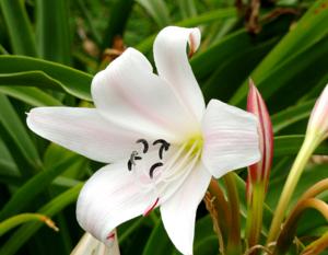 Crinum macowanii