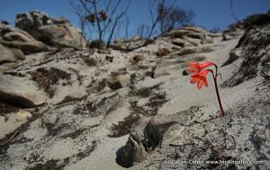 Cyrtanthus ventricosus