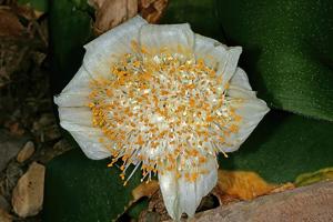 Haemanthus deformis