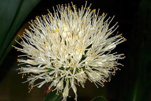 Haemanthus humilis subsp. hirsutus