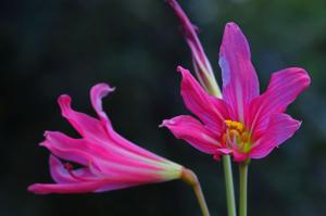 Rhodophiala bifida var. spathacea