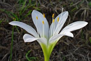 Zephyranthes atamasco