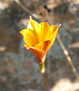 Zephyranthes tubispatha