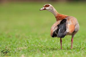 Alopochen aegyptiaca