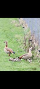 Alopochen aegyptiaca