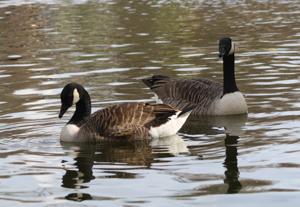 Branta canadensis